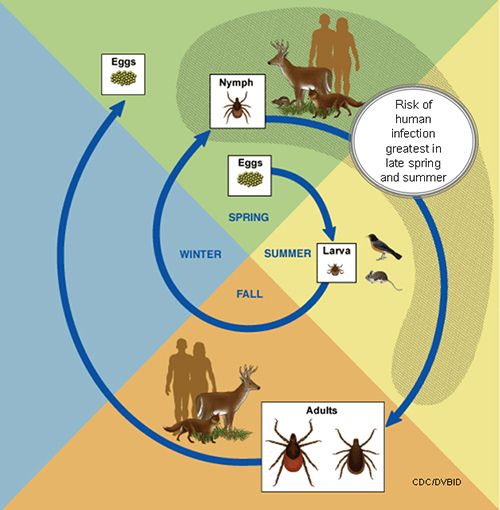 Tick Lifecycle-complications