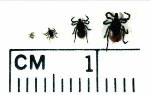 early stage treatment for lyme disease